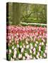 Netherlands. Forest and flowers in the Keukenhof Gardens-Terry Eggers-Stretched Canvas