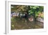 Netherlands, Holland, Medieval Old Town, Inner City Canals, Wooden Boat-Emily Wilson-Framed Photographic Print