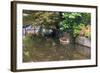 Netherlands, Holland, Medieval Old Town, Inner City Canals, Wooden Boat-Emily Wilson-Framed Photographic Print