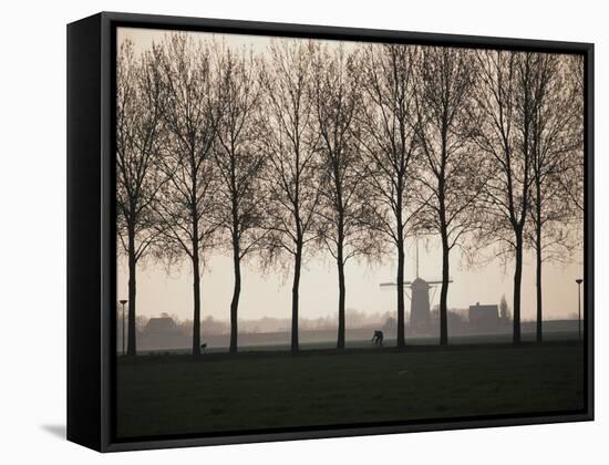 Netherlands, Holland, South Holland, Tree and Windmill-David Barnes-Framed Stretched Canvas