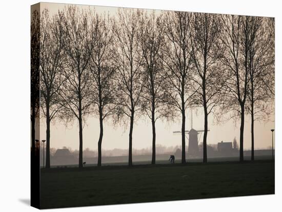 Netherlands, Holland, South Holland, Tree and Windmill-David Barnes-Stretched Canvas