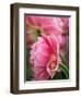 Netherlands, Lisse. Closeup of a pink tulip flower.-Julie Eggers-Framed Photographic Print