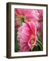 Netherlands, Lisse. Closeup of a pink tulip flower.-Julie Eggers-Framed Photographic Print