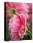 Netherlands, Lisse. Closeup of a pink tulip flower.-Julie Eggers-Stretched Canvas