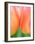 Netherlands, Lisse. Closeup of orange tulips.-Julie Eggers-Framed Photographic Print