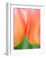 Netherlands, Lisse. Closeup of orange tulips.-Julie Eggers-Framed Photographic Print