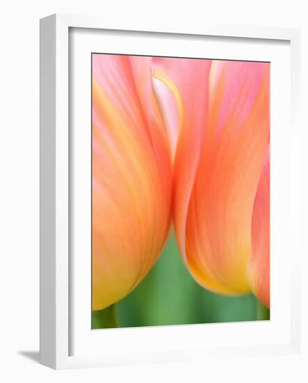 Netherlands, Lisse. Closeup of orange tulips.-Julie Eggers-Framed Photographic Print