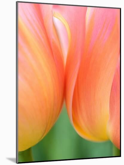 Netherlands, Lisse. Closeup of orange tulips.-Julie Eggers-Mounted Photographic Print