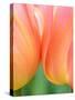 Netherlands, Lisse. Closeup of orange tulips.-Julie Eggers-Stretched Canvas