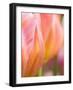 Netherlands, Lisse. Closeup of orange tulips.-Julie Eggers-Framed Photographic Print