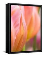 Netherlands, Lisse. Closeup of orange tulips.-Julie Eggers-Framed Stretched Canvas