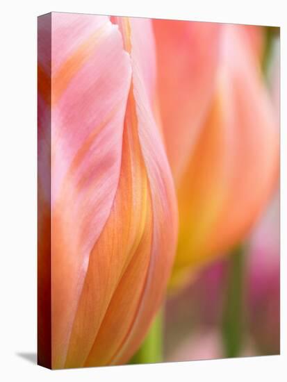 Netherlands, Lisse. Closeup of orange tulips.-Julie Eggers-Stretched Canvas