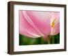 Netherlands, Lisse. Closeup of the underside of a soft pink tulip.-Julie Eggers-Framed Photographic Print