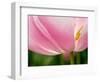 Netherlands, Lisse. Closeup of the underside of a soft pink tulip.-Julie Eggers-Framed Photographic Print