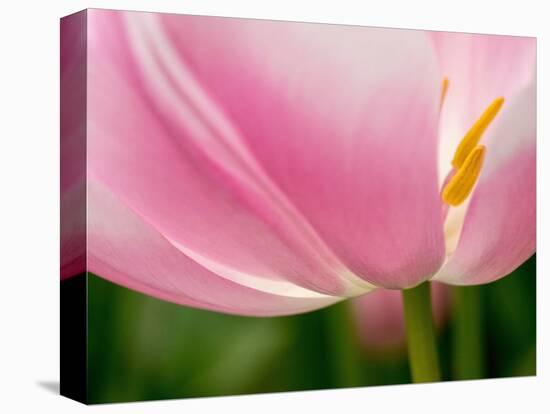 Netherlands, Lisse. Closeup of the underside of a soft pink tulip.-Julie Eggers-Stretched Canvas