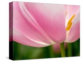 Netherlands, Lisse. Closeup of the underside of a soft pink tulip.-Julie Eggers-Stretched Canvas