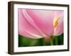 Netherlands, Lisse. Closeup of the underside of a soft pink tulip.-Julie Eggers-Framed Photographic Print