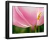 Netherlands, Lisse. Closeup of the underside of a soft pink tulip.-Julie Eggers-Framed Photographic Print