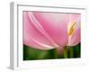 Netherlands, Lisse. Closeup of the underside of a soft pink tulip.-Julie Eggers-Framed Photographic Print