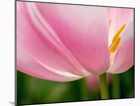 Netherlands, Lisse. Closeup of the underside of a soft pink tulip.-Julie Eggers-Mounted Photographic Print
