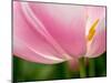 Netherlands, Lisse. Closeup of the underside of a soft pink tulip.-Julie Eggers-Mounted Photographic Print