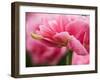 Netherlands, Lisse. Closeup of the underside of soft pink tulip flower.-Julie Eggers-Framed Photographic Print