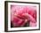 Netherlands, Lisse. Closeup of the underside of soft pink tulip flower.-Julie Eggers-Framed Photographic Print