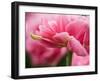 Netherlands, Lisse. Closeup of the underside of soft pink tulip flower.-Julie Eggers-Framed Photographic Print