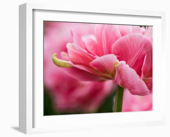 Netherlands, Lisse. Closeup of the underside of soft pink tulip flower.-Julie Eggers-Framed Photographic Print