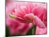 Netherlands, Lisse. Closeup of the underside of soft pink tulip flower.-Julie Eggers-Mounted Photographic Print