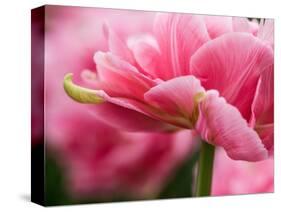 Netherlands, Lisse. Closeup of the underside of soft pink tulip flower.-Julie Eggers-Stretched Canvas