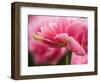 Netherlands, Lisse. Closeup of the underside of soft pink tulip flower.-Julie Eggers-Framed Photographic Print