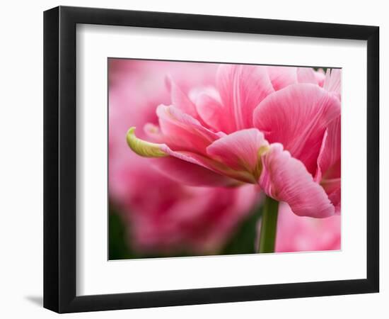 Netherlands, Lisse. Closeup of the underside of soft pink tulip flower.-Julie Eggers-Framed Photographic Print