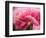 Netherlands, Lisse. Closeup of the underside of soft pink tulip flower.-Julie Eggers-Framed Photographic Print