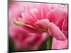 Netherlands, Lisse. Closeup of the underside of soft pink tulip flower.-Julie Eggers-Mounted Photographic Print