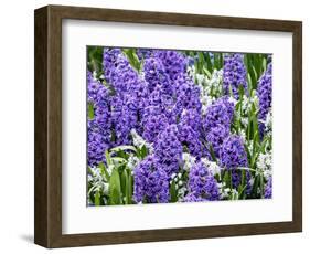 Netherlands, Lisse. Display of purple hyacinths in a garden.-Julie Eggers-Framed Photographic Print