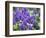 Netherlands, Lisse. Display of purple hyacinths in a garden.-Julie Eggers-Framed Photographic Print