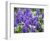 Netherlands, Lisse. Display of purple hyacinths in a garden.-Julie Eggers-Framed Photographic Print