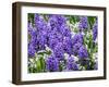 Netherlands, Lisse. Display of purple hyacinths in a garden.-Julie Eggers-Framed Photographic Print