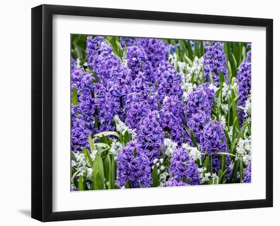 Netherlands, Lisse. Display of purple hyacinths in a garden.-Julie Eggers-Framed Photographic Print