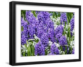 Netherlands, Lisse. Display of purple hyacinths in a garden.-Julie Eggers-Framed Photographic Print