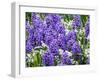 Netherlands, Lisse. Display of purple hyacinths in a garden.-Julie Eggers-Framed Photographic Print