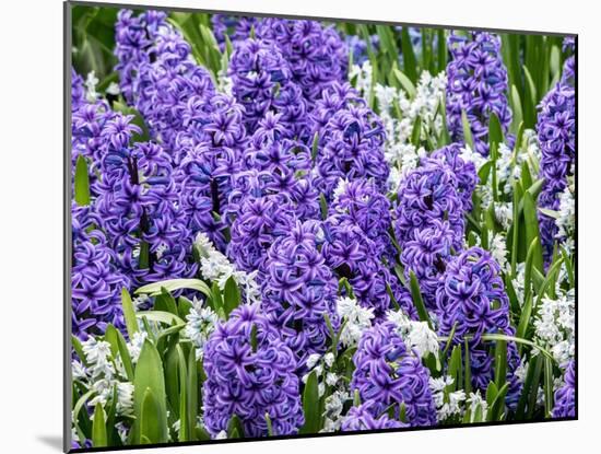 Netherlands, Lisse. Display of purple hyacinths in a garden.-Julie Eggers-Mounted Photographic Print