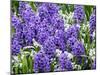Netherlands, Lisse. Display of purple hyacinths in a garden.-Julie Eggers-Mounted Photographic Print