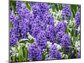 Netherlands, Lisse. Display of purple hyacinths in a garden.-Julie Eggers-Mounted Photographic Print