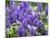 Netherlands, Lisse. Display of purple hyacinths in a garden.-Julie Eggers-Mounted Photographic Print