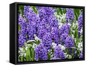 Netherlands, Lisse. Display of purple hyacinths in a garden.-Julie Eggers-Framed Stretched Canvas