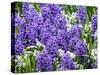 Netherlands, Lisse. Display of purple hyacinths in a garden.-Julie Eggers-Stretched Canvas