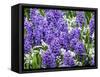 Netherlands, Lisse. Display of purple hyacinths in a garden.-Julie Eggers-Framed Stretched Canvas