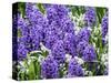 Netherlands, Lisse. Display of purple hyacinths in a garden.-Julie Eggers-Stretched Canvas